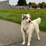 Heiderast Wipperau *