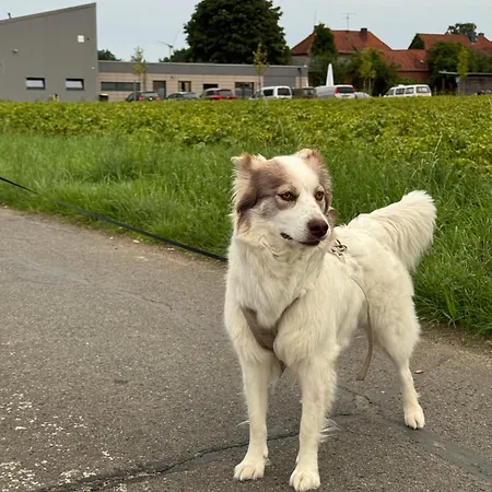Heiderast Wipperau *