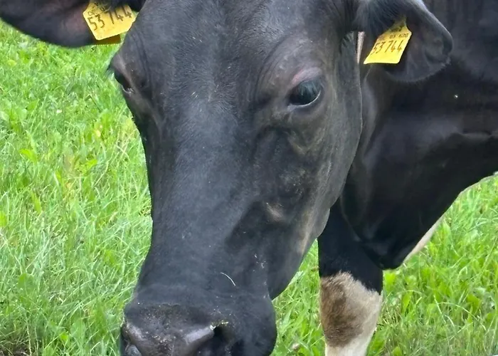 Daire Heiderast Wipperau